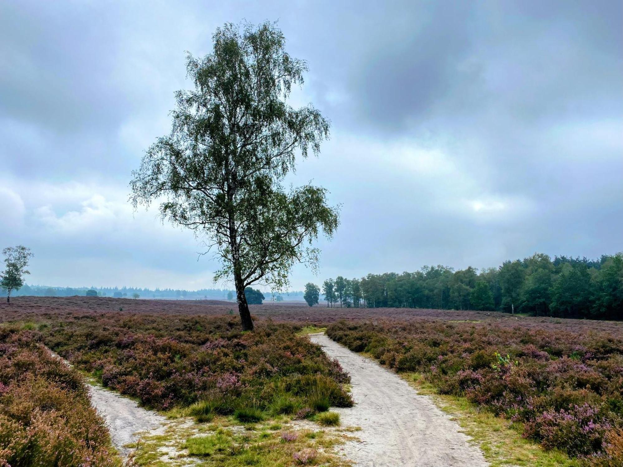 Huisje Aan De Bosrand - Veluwe Epe Eksteriør bilde