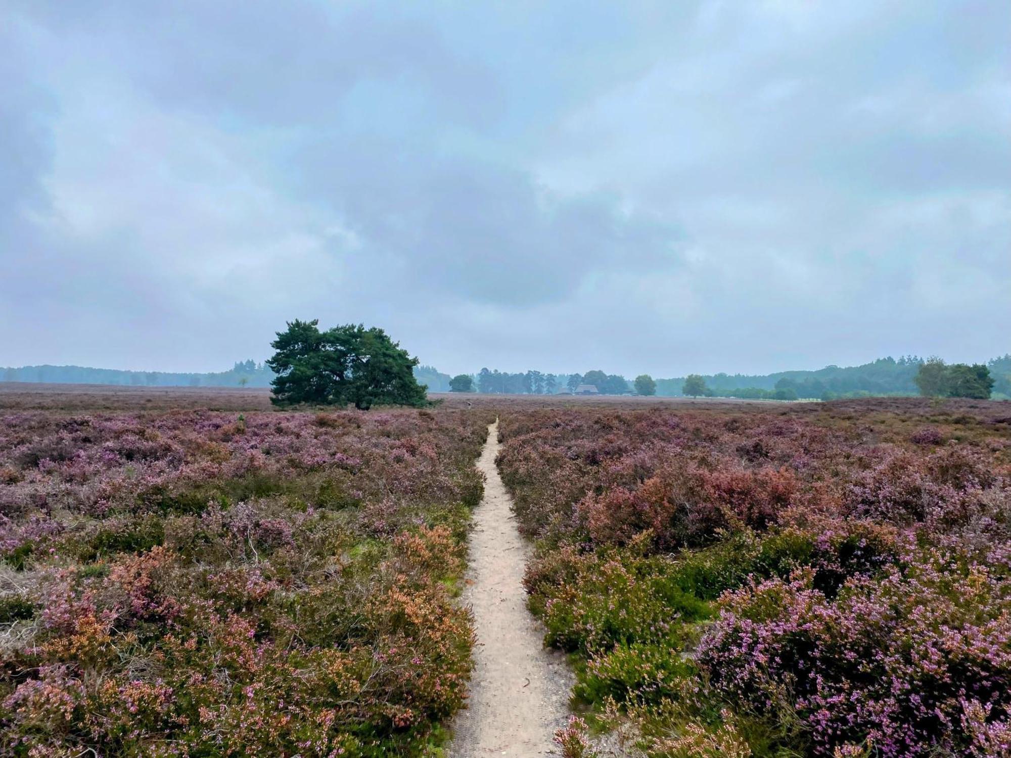 Huisje Aan De Bosrand - Veluwe Epe Eksteriør bilde