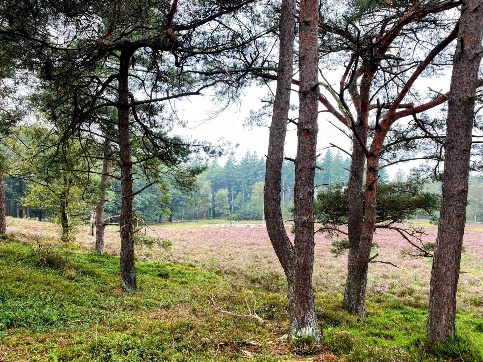 Huisje Aan De Bosrand - Veluwe Epe Eksteriør bilde